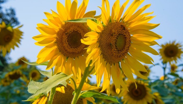 Blumen August - Diese Blumen solltest du nicht verpassen - Blume Ideal