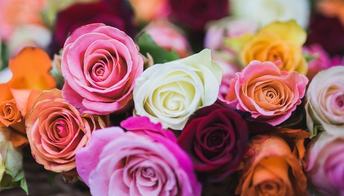 Geburtsblume Juni - Die Rose ist ein echter Klassiker - Blume Ideal