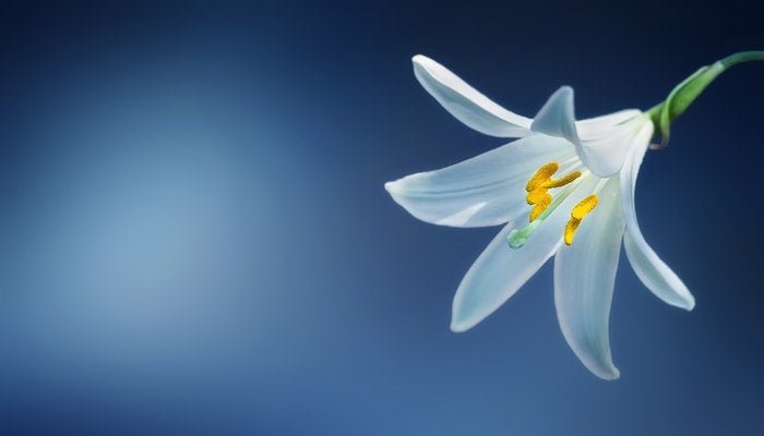 Geburtsblume Mai - Wenn das Maiglöckchen klingelt - Blume Ideal