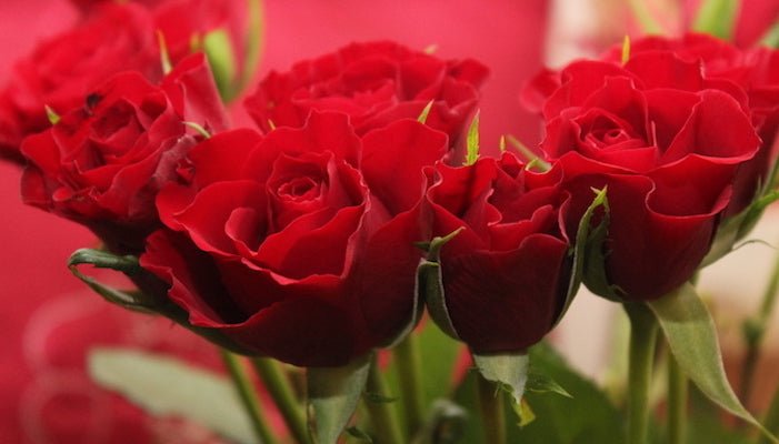 Rosen frisch halten - 5 einfache Pflegetipps - Blume Ideal