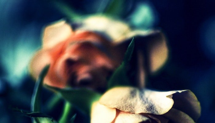 Rosen trocknen - 5 einfache Methoden mit Erfolgsgarantie - Blume Ideal