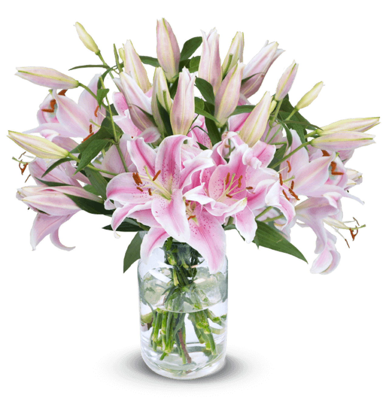 10 Pinke Lilien - Blume Ideal