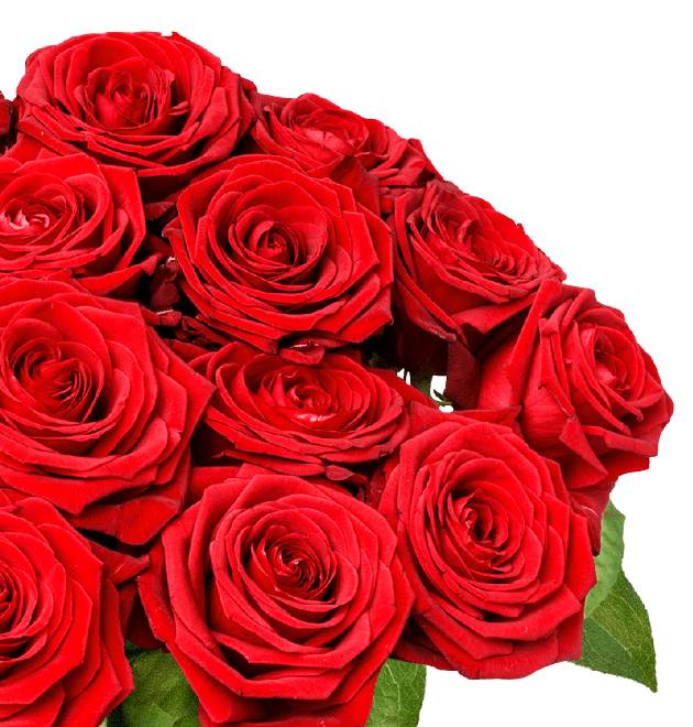 20 Premium Rosen "Red Naomi" - Blume Ideal