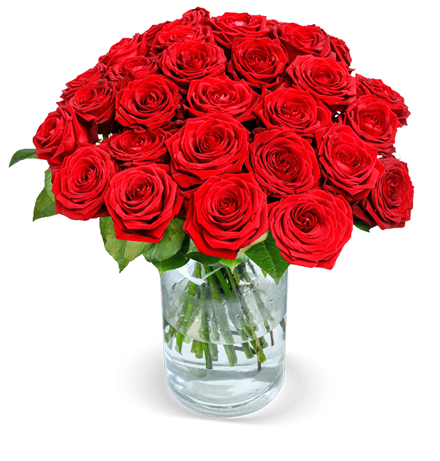 30 Red Naomi Rosen (XXL Blütenkopf) - Blume Ideal