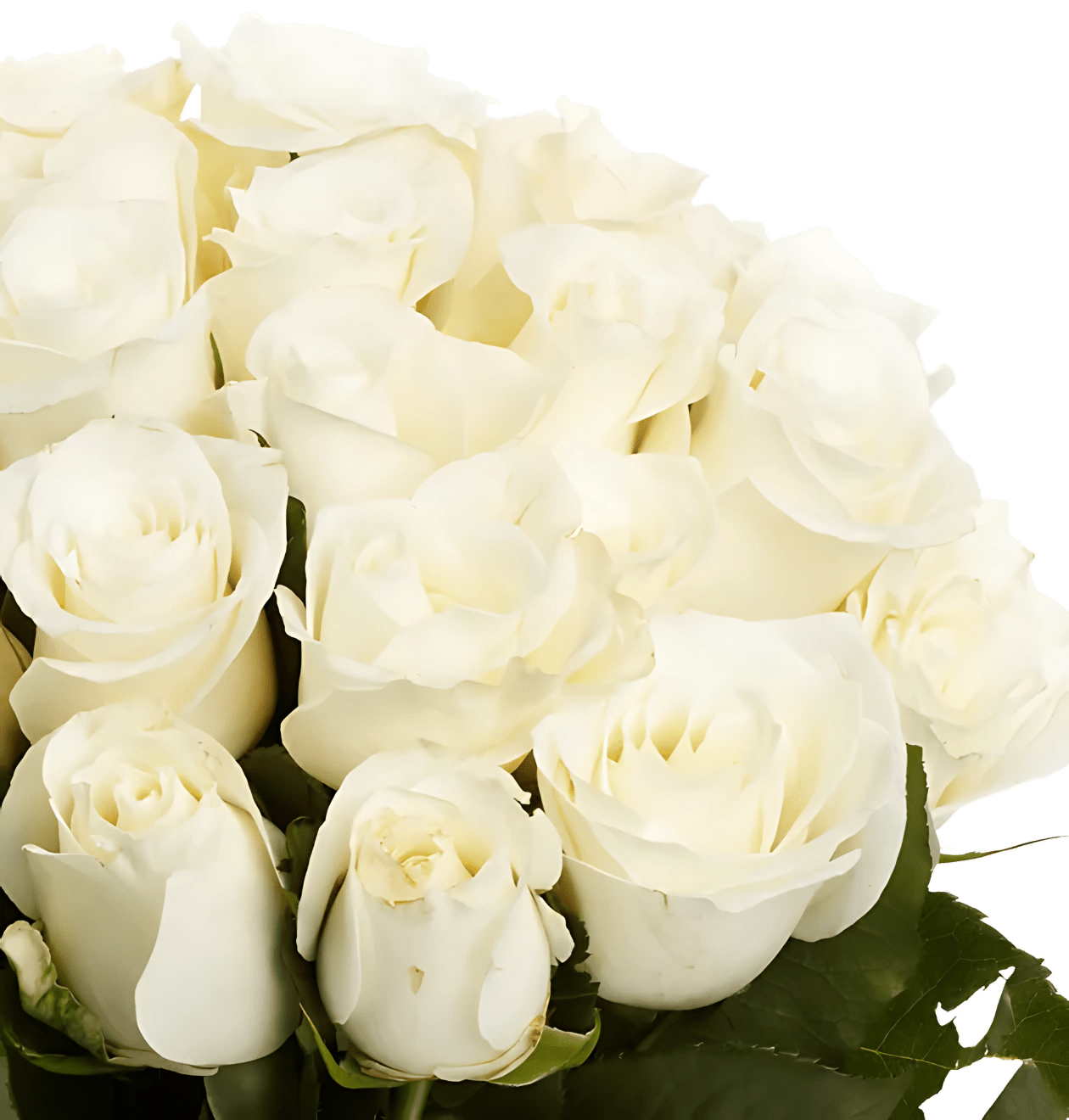 30 weiße Rosen - Blume Ideal