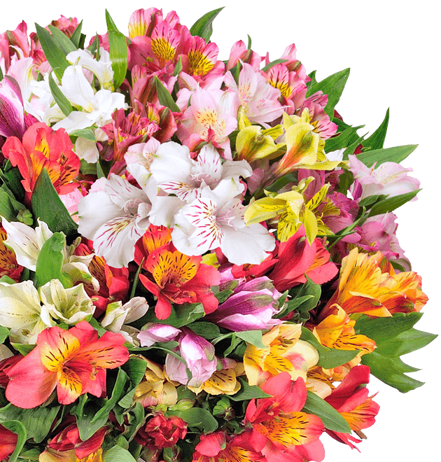 33 Inkalilien mit bis zu 200 Blüten - Blume Ideal