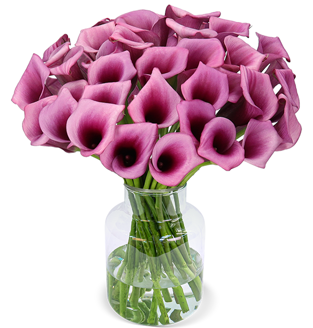 33 pinke Calla (40cm) - Blume Ideal