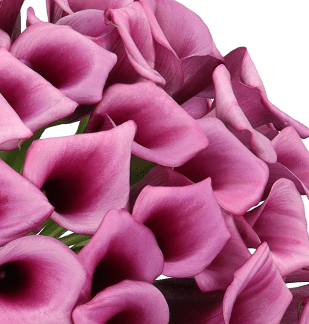 33 pinke Calla (40cm) - Blume Ideal