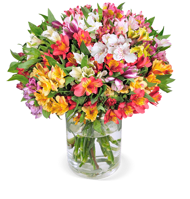 40 Inkalilien mit bis zu 300 Blüten - Blume Ideal