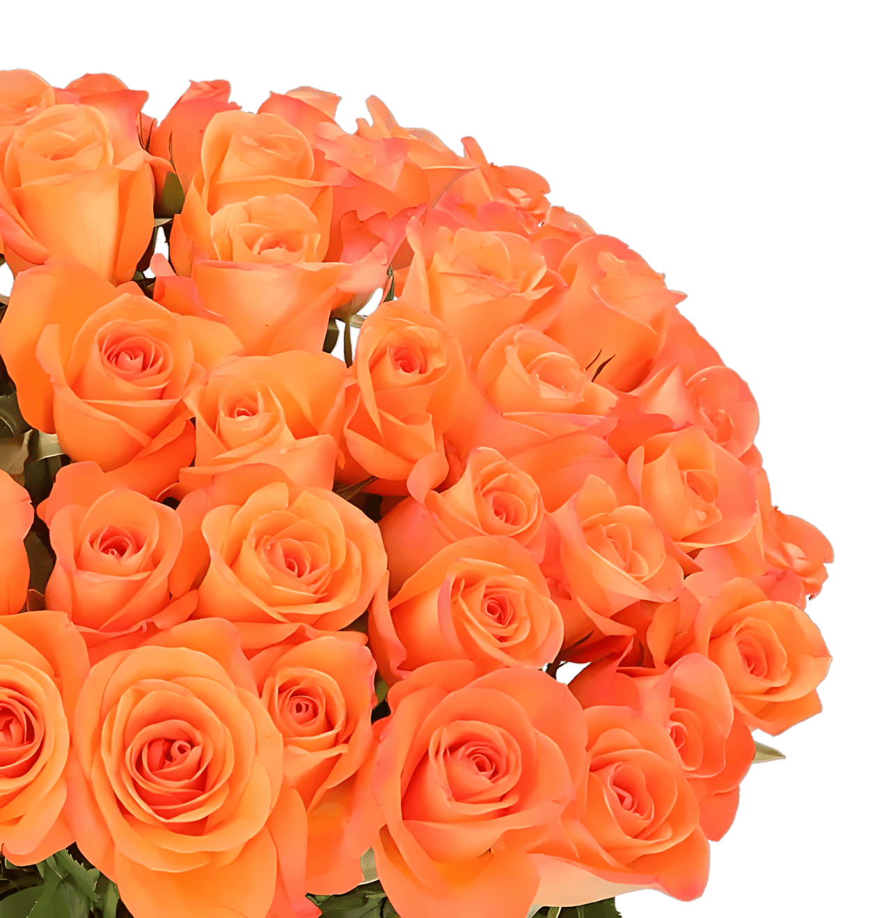40 orange Rosen - Blume Ideal