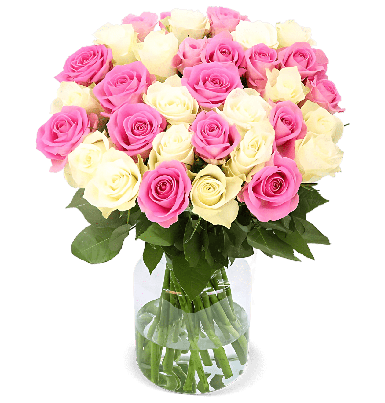 40 Rosen - "Candy Cotton" - Blume Ideal