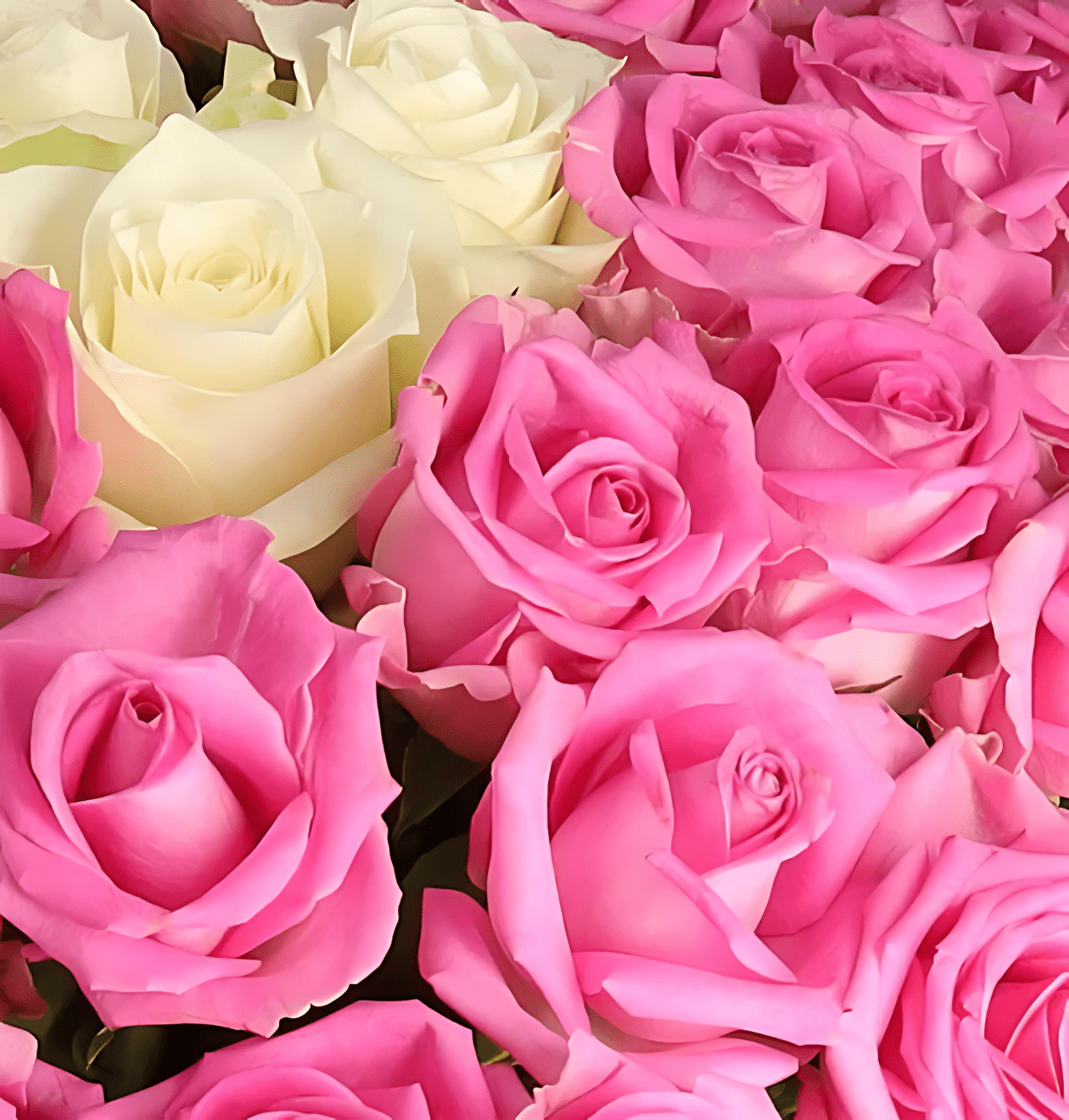 40 Rosen - “Pink Special” - Blume Ideal