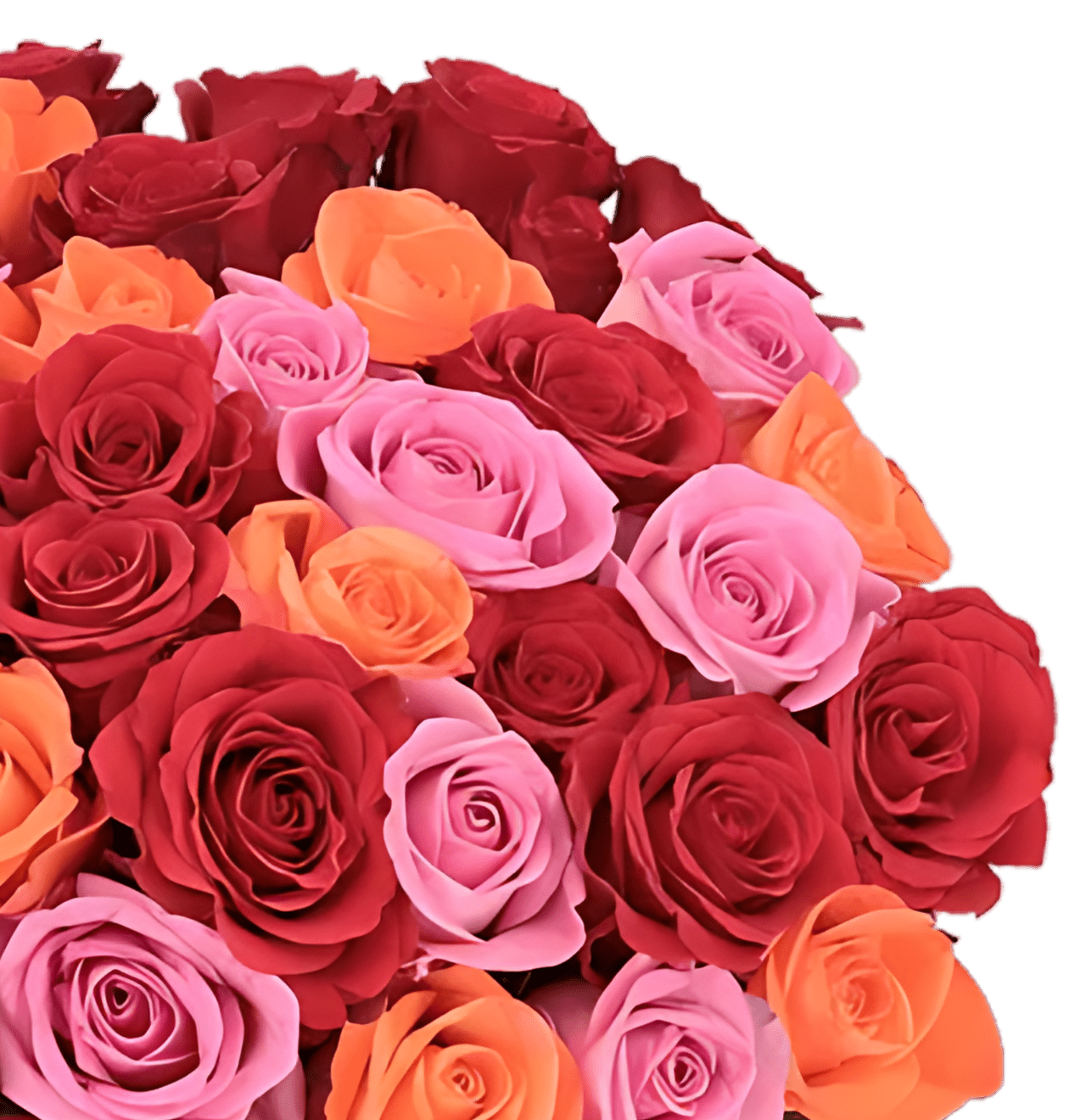 40 Rosen - “Rosenbeet” - Blume Ideal