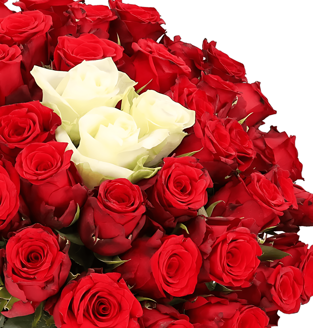 40 Rosen - “Sweetheart” - Blume Ideal