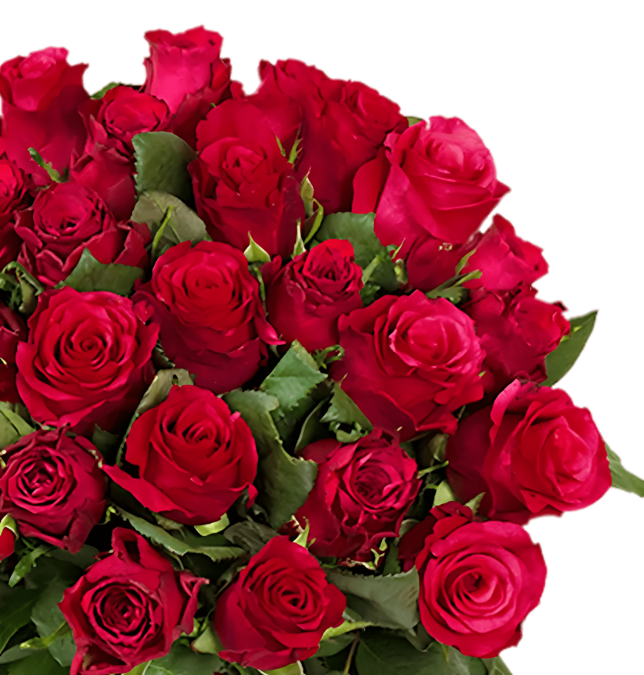 40 rote Rosen - Blume Ideal