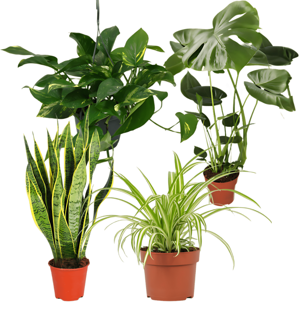 4er - Set “EasyCare” | Monstera | Bogenhanf | Efeutute | Grünlilie | +/ - 30 - 60cm | ø 12 - 15cm Topf - Blume Ideal