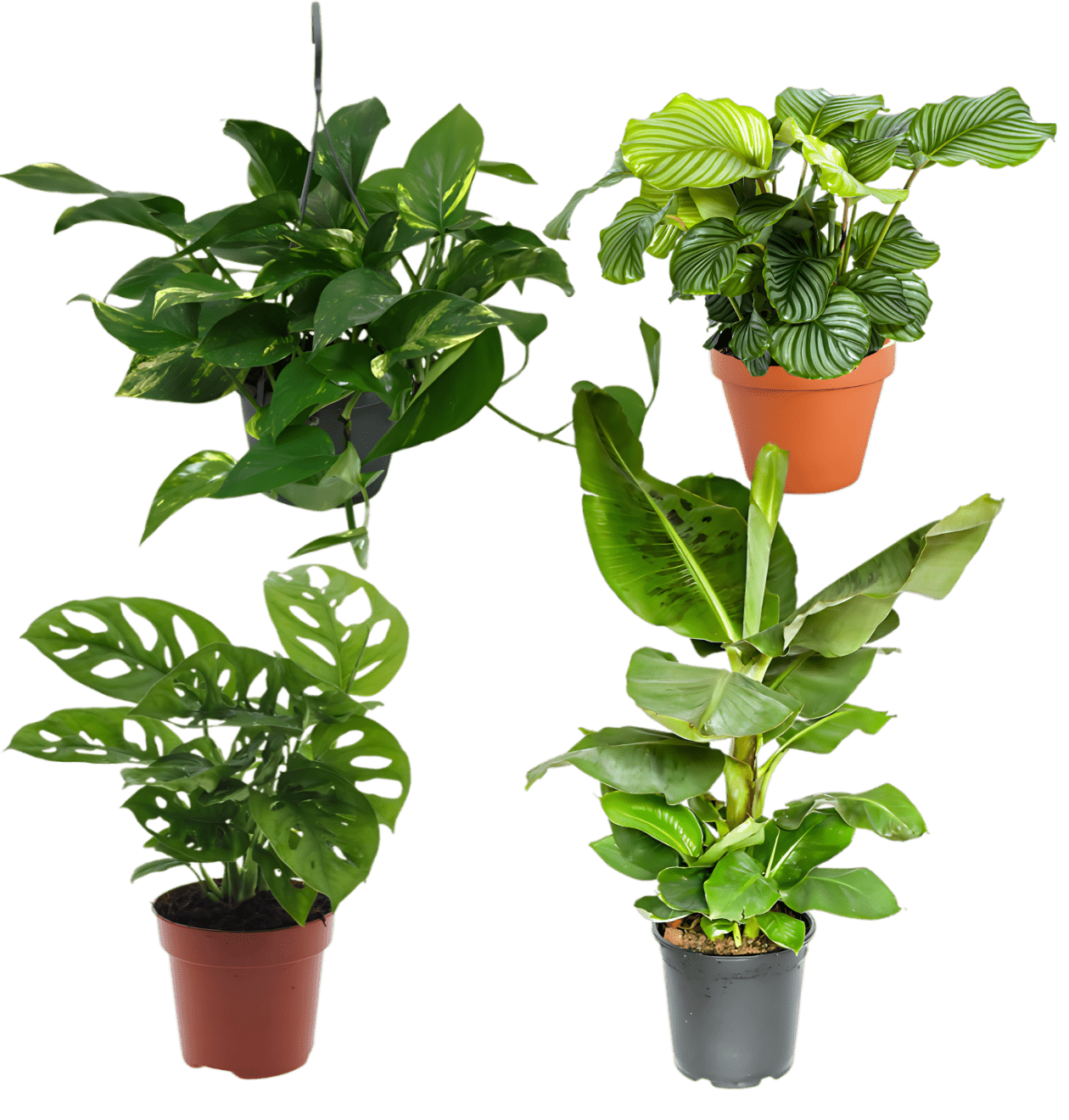 4er - Set “Exotica” | Bananenpflanze | Korbmarante | Affenblatt | Efeutute | +/ - 25 - 50cm | ø 12 - 15cm Topf - Blume Ideal