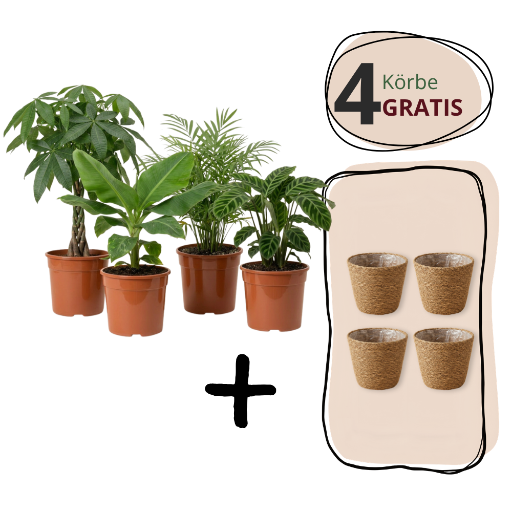 Plantenset "Katzenliefhebber" | 4-delige set | ca. 30-45 cm | Ø 12-15 cm pot