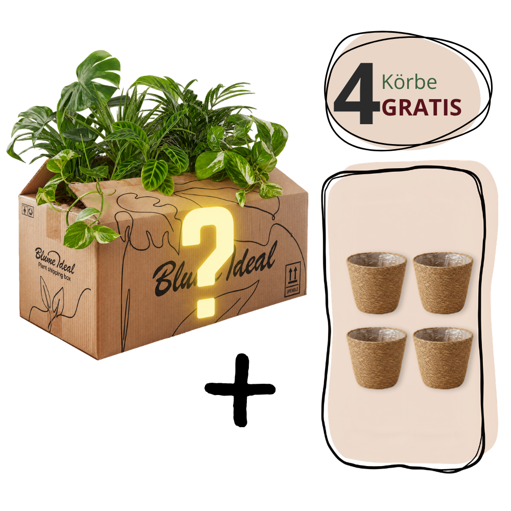 6-delige set "Mystery Box"