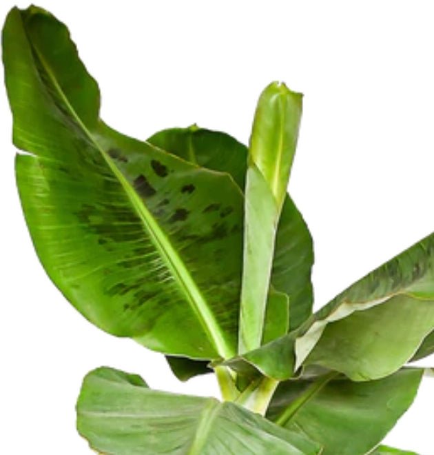 5er - Set "Tierfreund" | Bergpalme | Glückskastanie | Bananenpflanze | Korbmarante | Goldfruchtpalme | +/ - 30 - 60cm | ø 10 - 15cm Topf - Blume Ideal