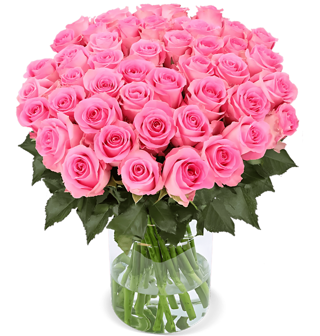 60 pinke Rosen - Blume Ideal