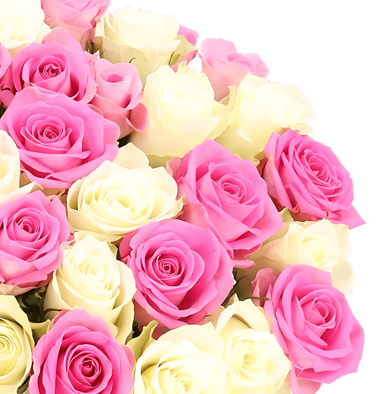 60 Rosen - "Candy Cotton" - Blume Ideal