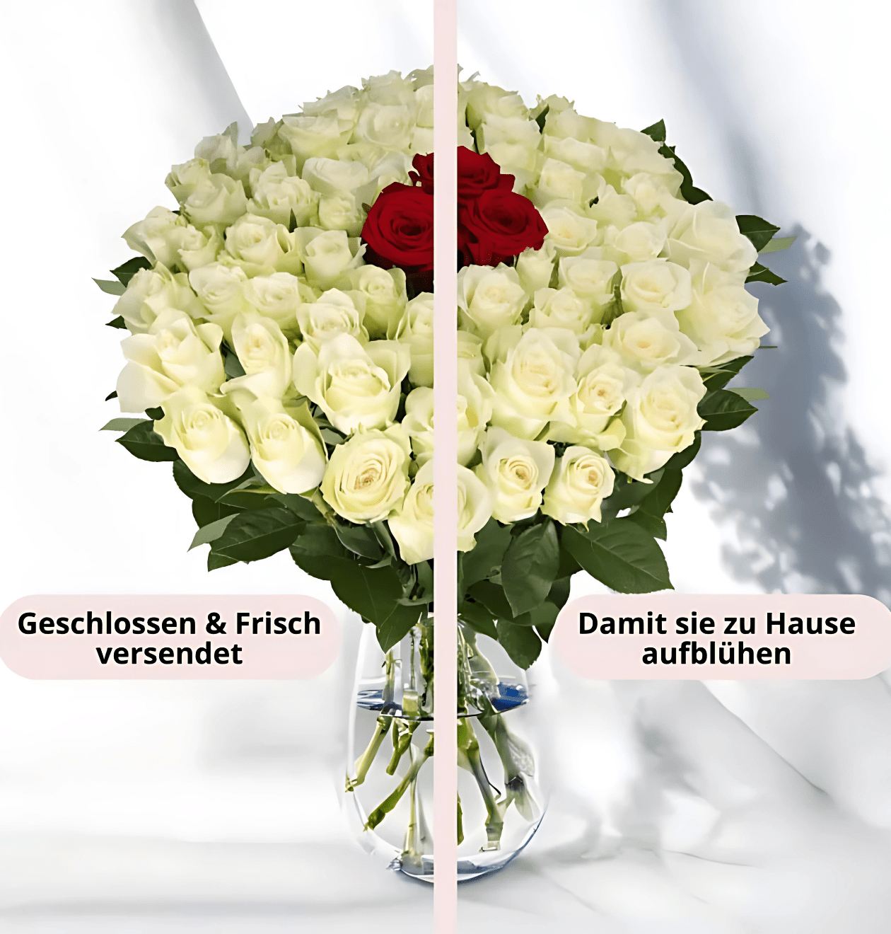 60 Rosen - “Nordlicht” - Blume Ideal