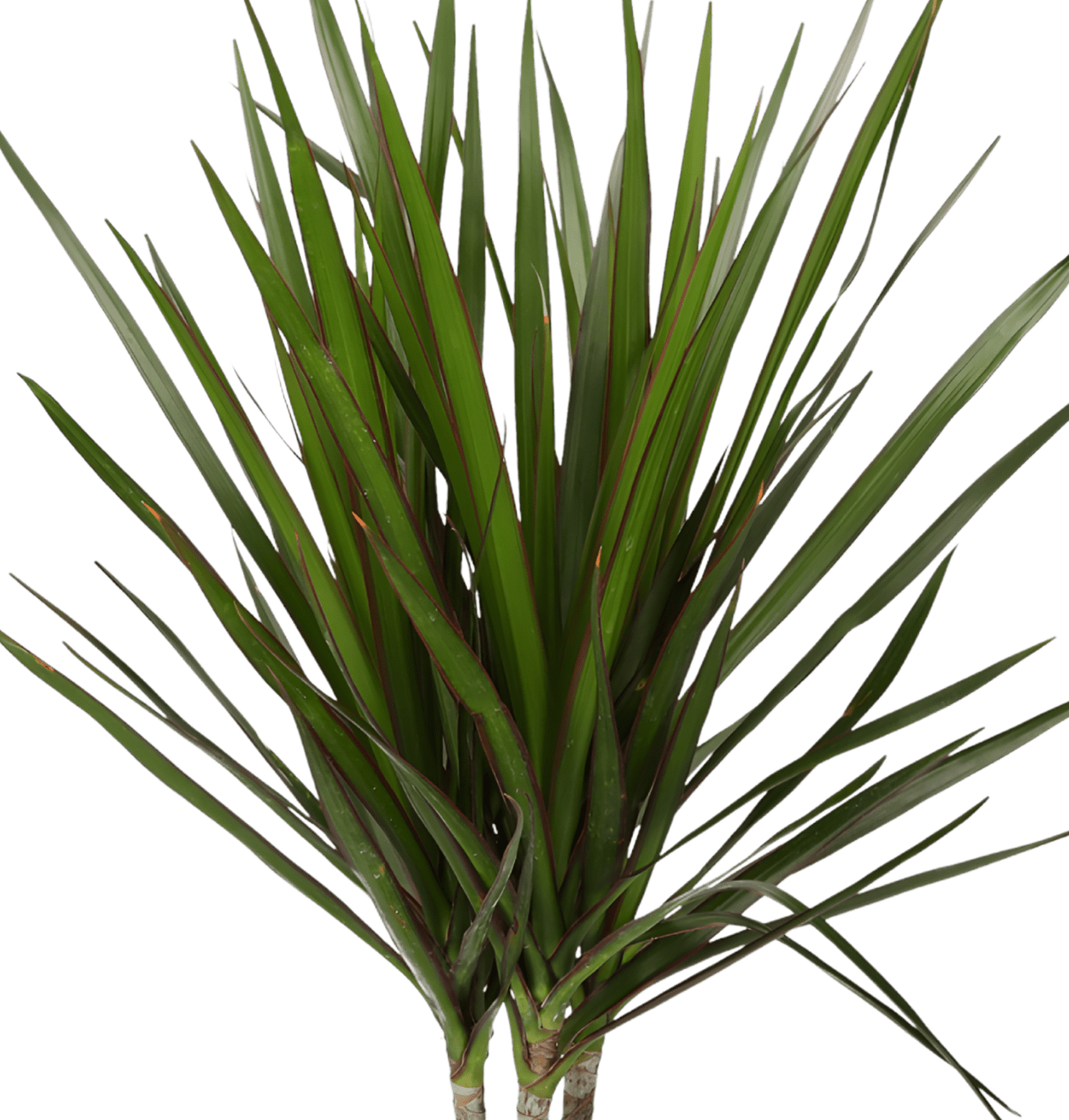 6er - Set “Exotischer Mix” | Goldfruchtpalme | Bergpalme | Dieffenbachie | Drachenbaum | Glückskastanie | Monstera | +/ - 40 - 65cm | ø 12 - 15cm Topf - Blume Ideal