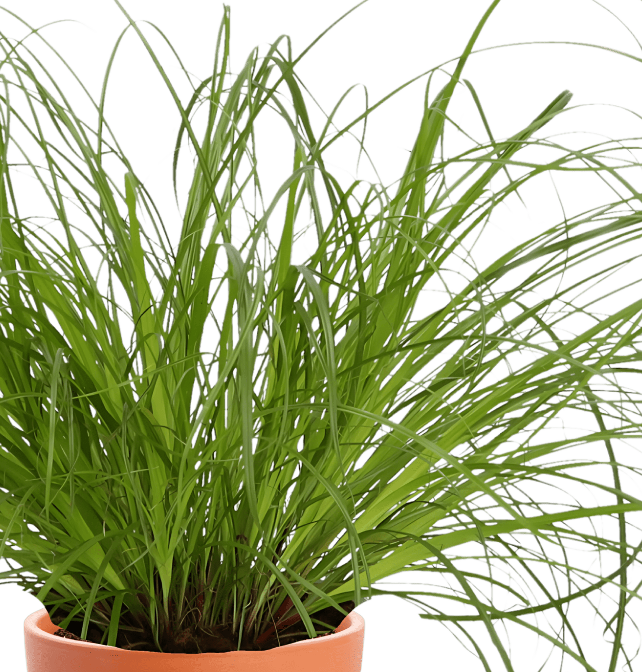 6er - Set “Katzenliebhaber” | Katzengras | Bergpalme | Goldfruchtpalme | Grünlilie | Calathea | Glückskastanie | +/ - 30 - 45cm | ø 12 - 15cm Topf - Blume Ideal
