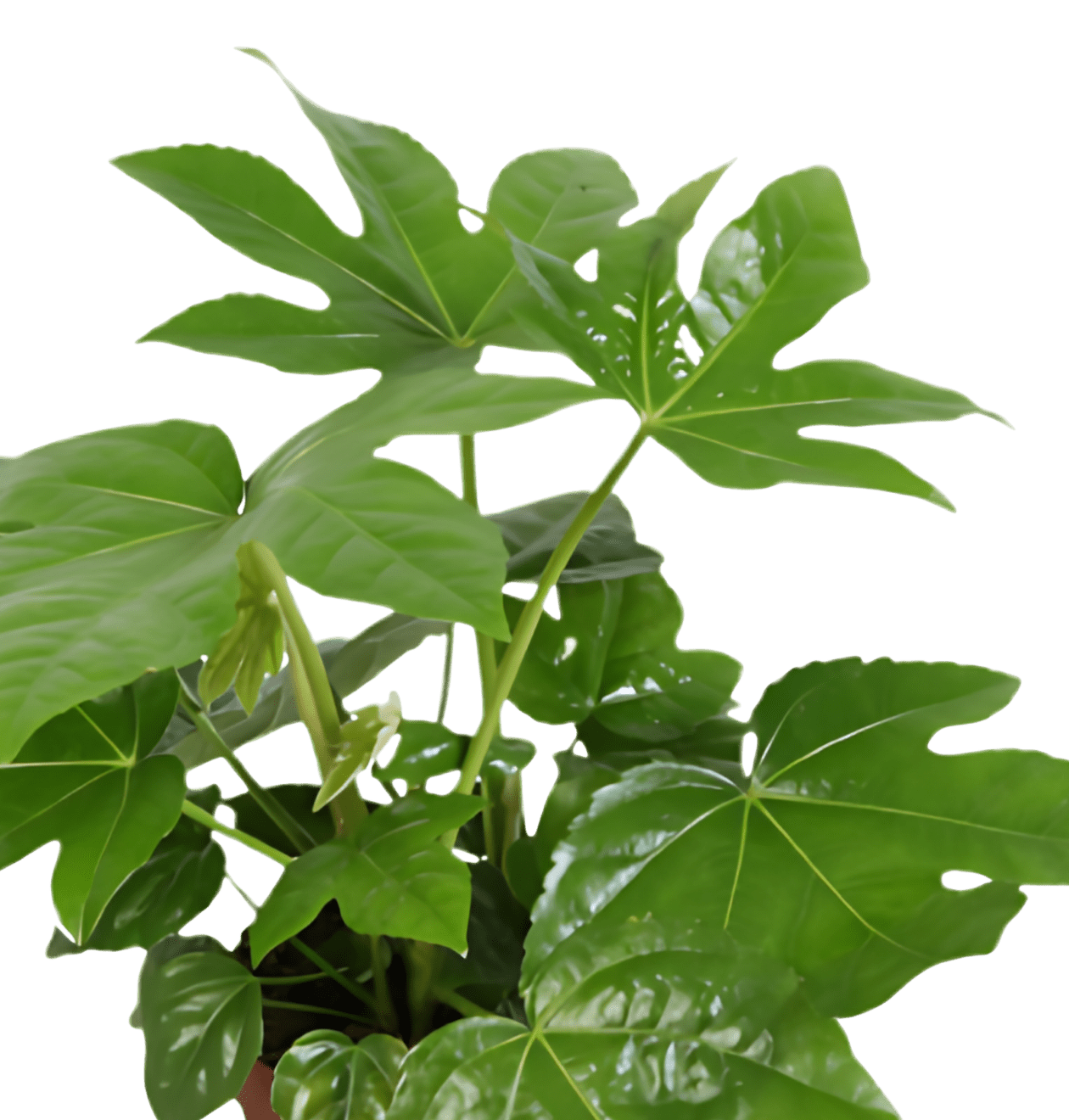6er - Set | Monstera | Dieffenbachie | Einblatt | Goldfruchtpalme | Drachenbaum | Zimmeraralie | +/ - 30 - 60cm | ø 12 - 15cm Topf - Blume Ideal
