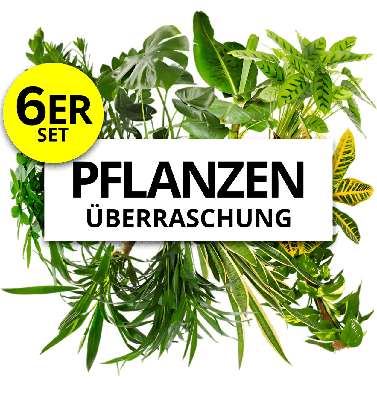 6er - Set | Pflanzenüberraschung | +/ - 40 - 55cm | ø 12 - 15cm Topf - Blume Ideal