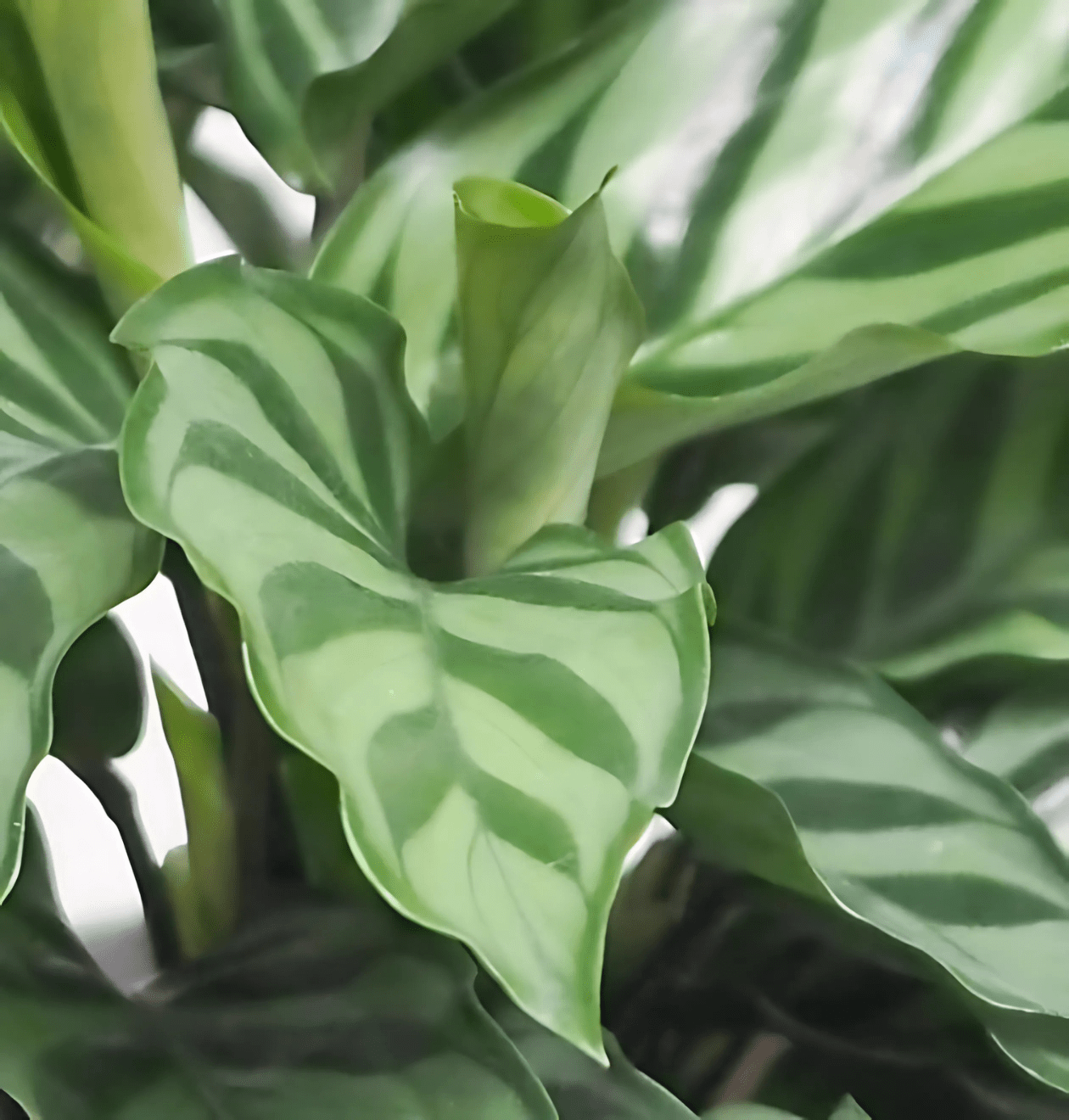 6er - Set “Tierfreund” | Bergpalme | Bananenpflanze | Goldfruchtpalme | Grünlilie | Korbmarante | Glückskastanie | +/ - 30 - 60cm | ø 12 - 15cm Topf - Blume Ideal