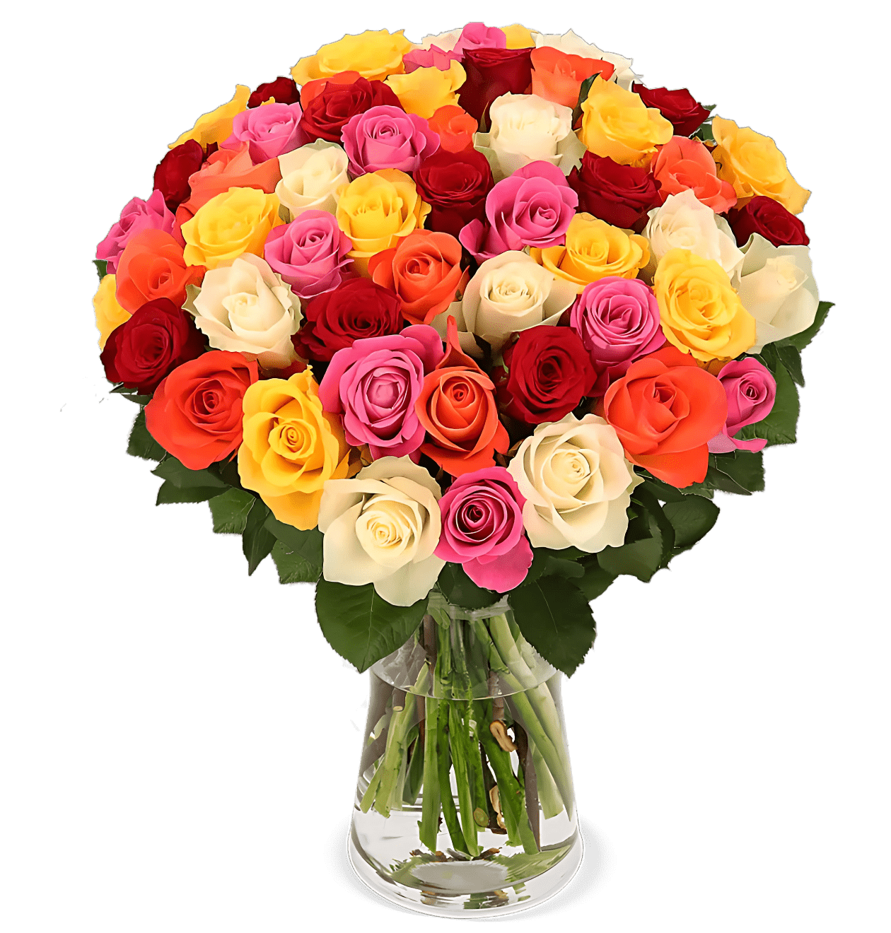 70 bunte Rosen - Blume Ideal