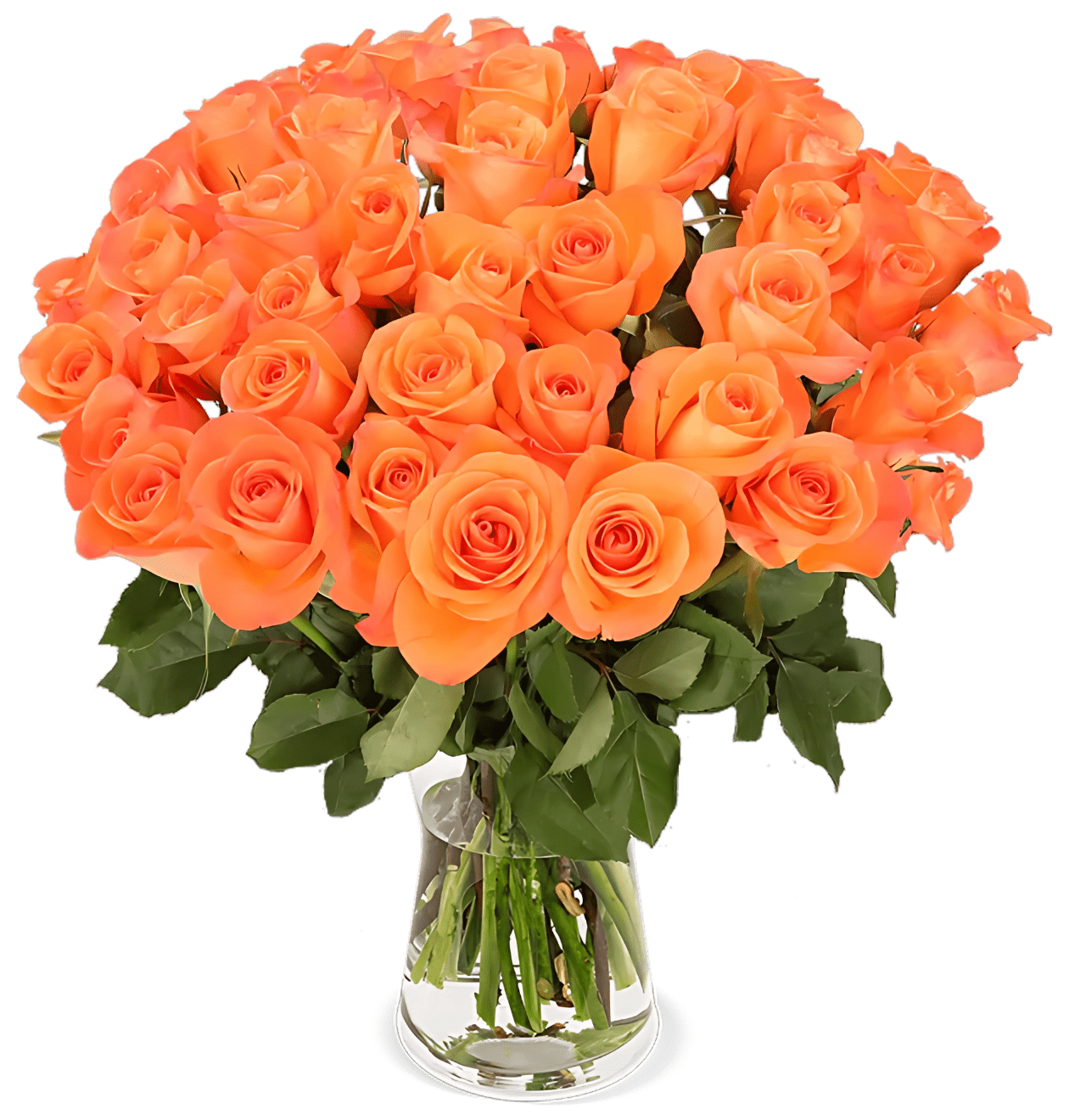 70 orange Rosen - Blume Ideal