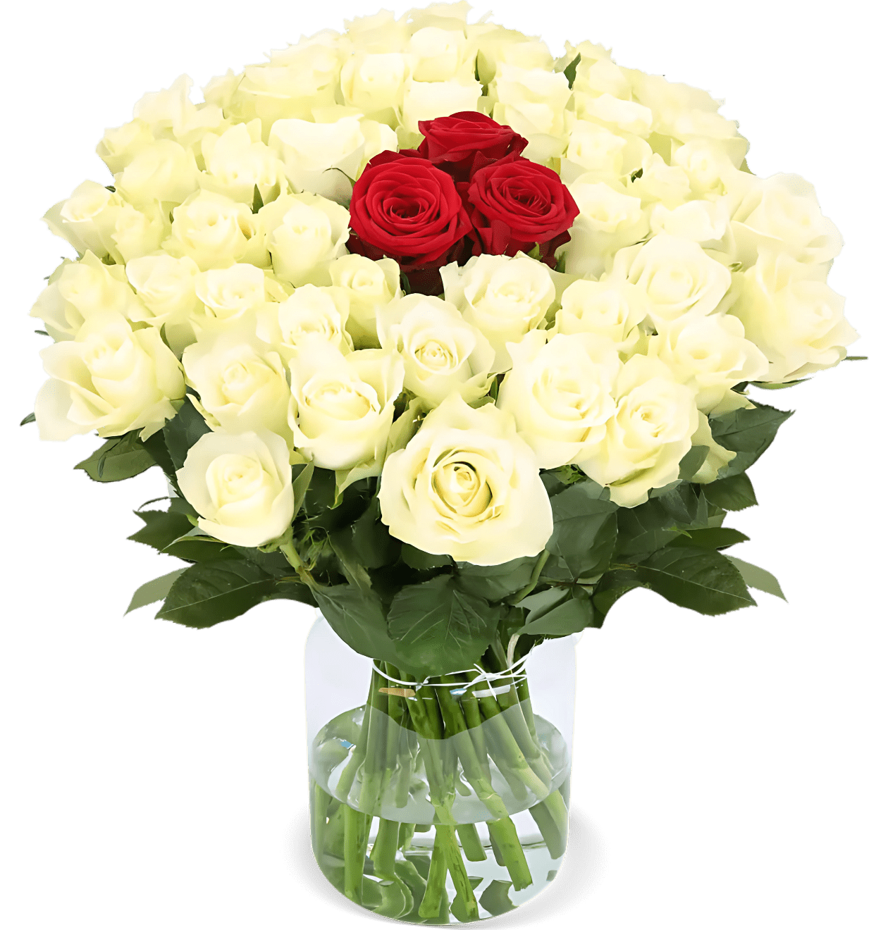 70 Rosen - "Nordlicht" - Blume Ideal