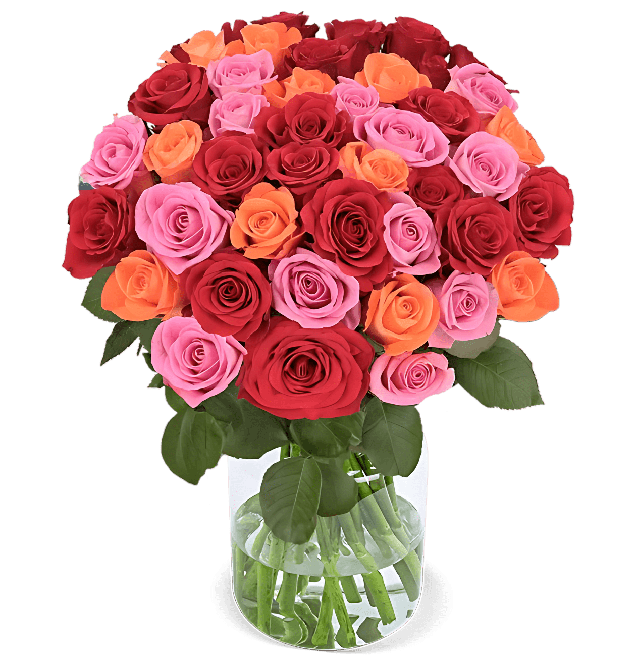 70 Rosen - "Rosenbeet" - Blume Ideal