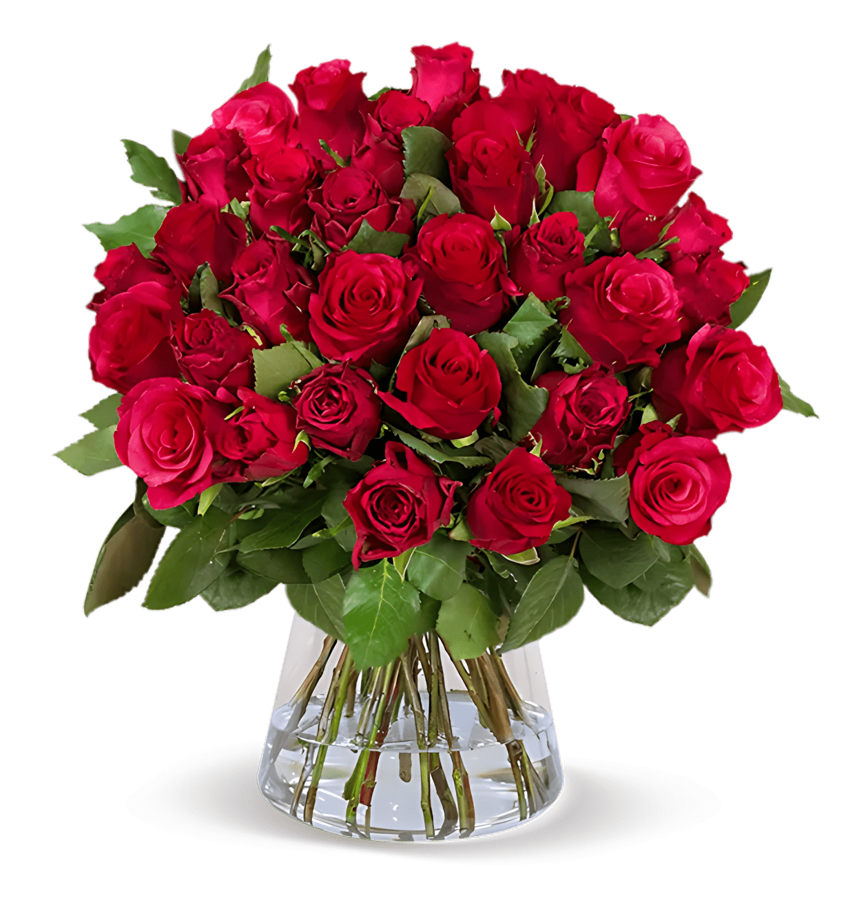 70 rote Rosen - Blume Ideal