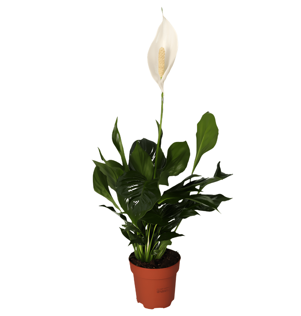 7er - Set “EasyCare” | Monstera | Bogenhanf | Efeutute | Grünlilie | Affenblatt | Goldfruchtpalme | Spathiphyllum | +/ - 30 - 60cm | ø 12 - 15cm Topf - Blume Ideal