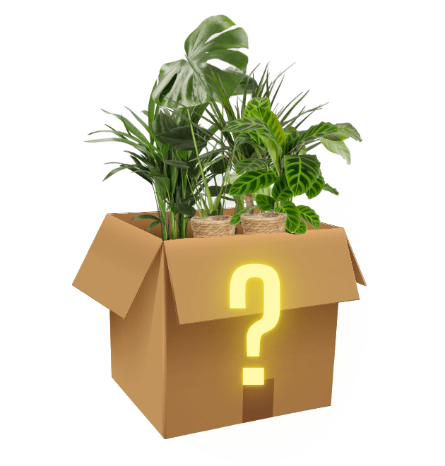 7er - Set "Mystery Box" - Blume Ideal