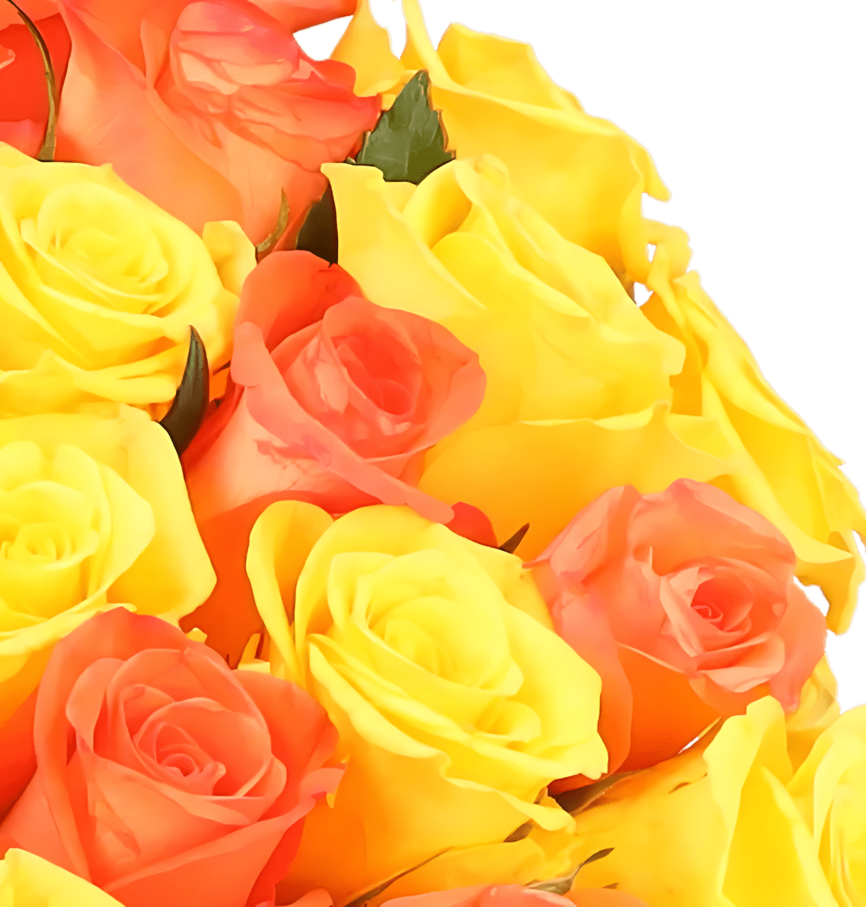 80 gelb orange Rosen (2x40 Stück) - Blume Ideal