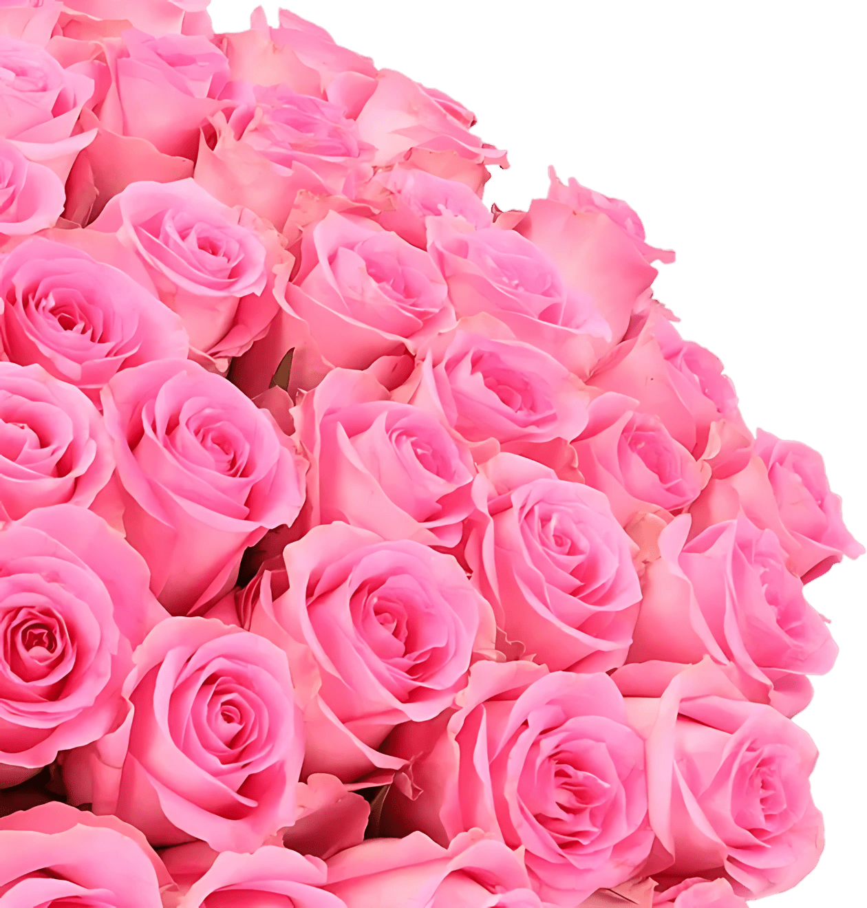 80 Pinke Rosen (2x40 Stück) - Blume Ideal