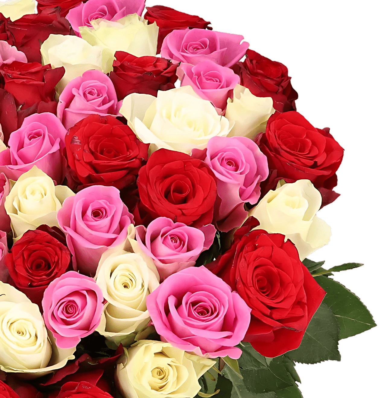 80 Rosen - "Love Loud" (2x40 Stück) - Blume Ideal