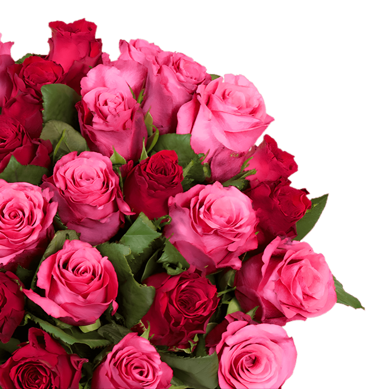 80 Rosen - "Romantic Roses" (2x40 Stück) - Blume Ideal