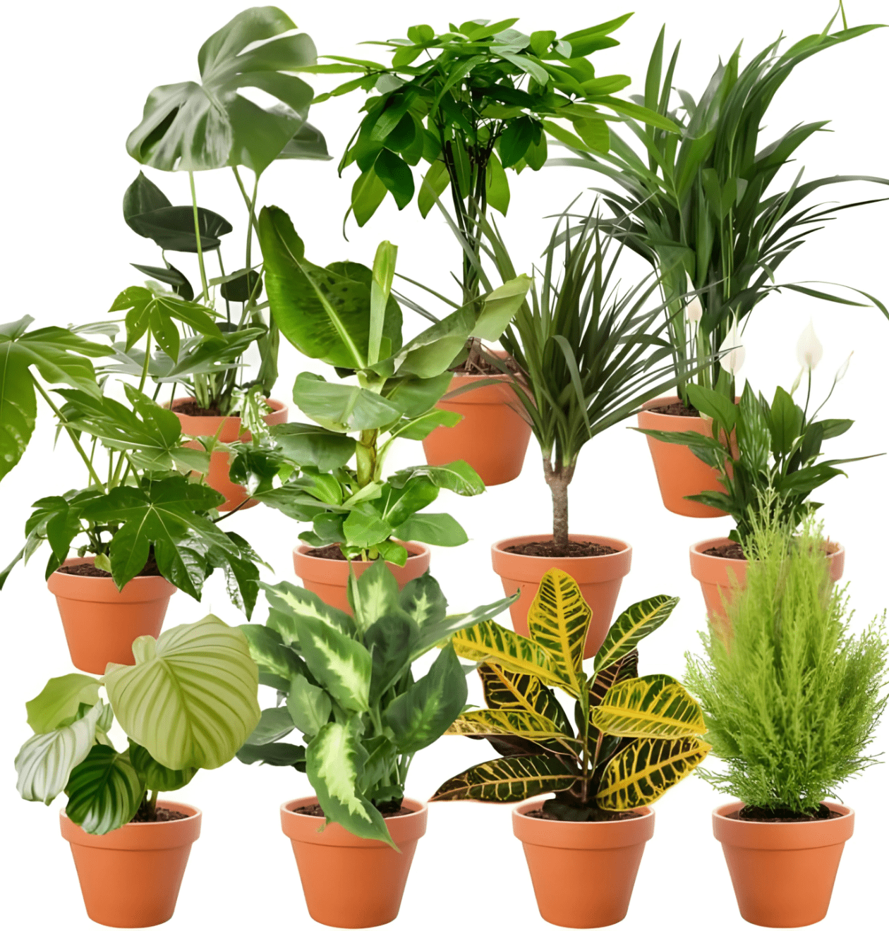 8er - Set | Pflanzenüberraschung | +/ - 40 - 70cm | ø 12 - 15cm Topf - Blume Ideal