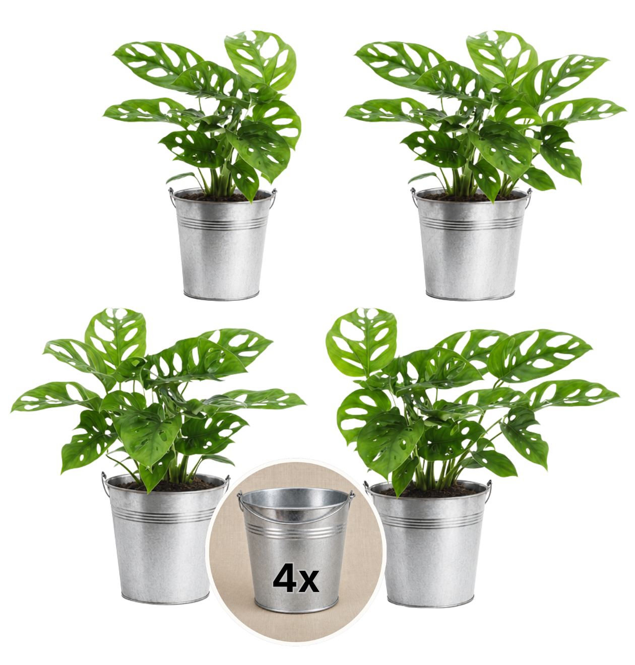 Monstera adansonii + Zinktopf | 4er-Set | Monkey Leaf | ca. 25-30 cm | Ø 12-15 cm Topf