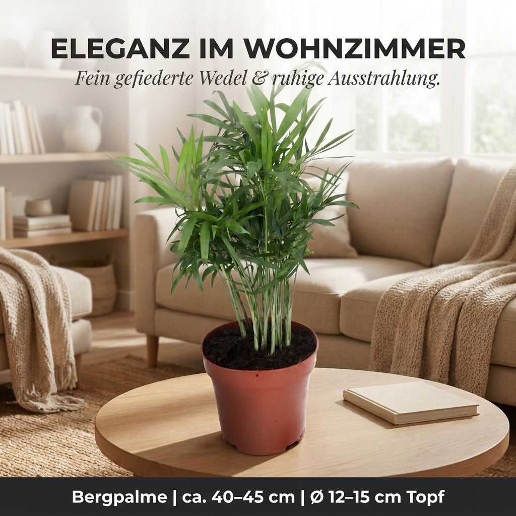 Bergpalme + 2x Zinktopf | 2er-Set | Chamaedorea elegans | ca. 40-45 cm | Ø 12-15 cm Topf