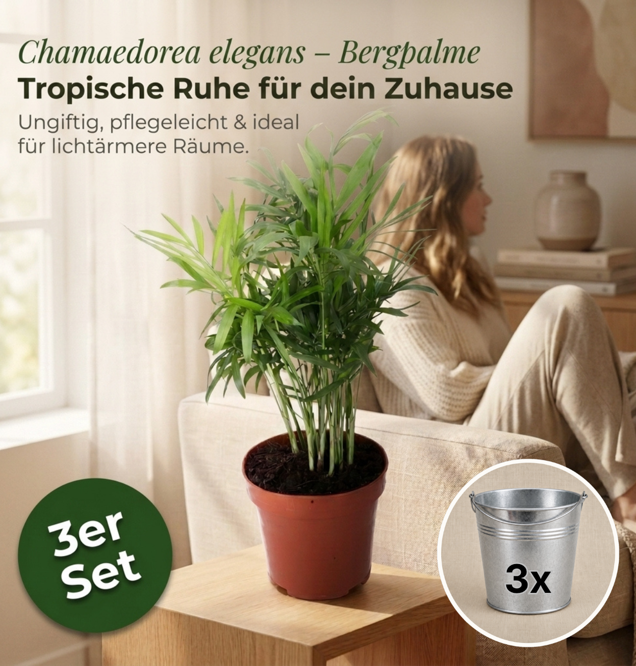 Bergpalme + 3x Zinktopf | 3er-Set | Chamaedorea elegans | ca. 40-45 cm | Ø 12-15 cm Topf