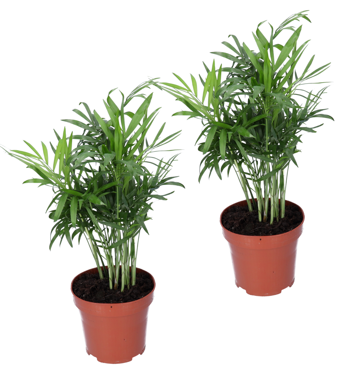 Bergpalm | 2-delige set | Chamaedorea elegans | ca. 40-45 cm | Ø 12-15 cm pot