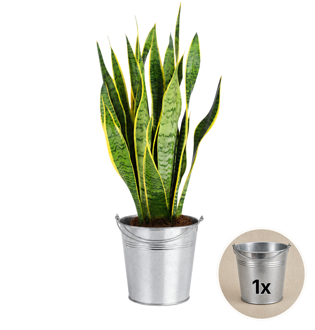 Bogenhanf + 1x Zinktopf | Sansevieria | ca. 40-50 cm | Ø 12-15 cm Topf