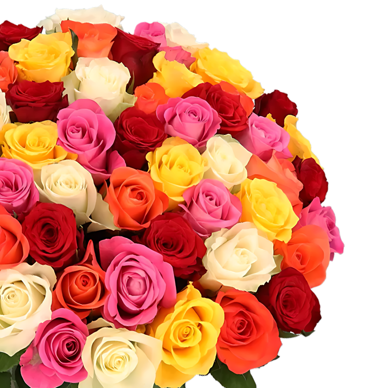 70 bunte Rosen